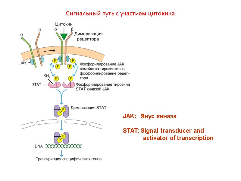 Сигнальный путь с участием цитокина JAK:  Янус киназа  STAT: Signal transducer and